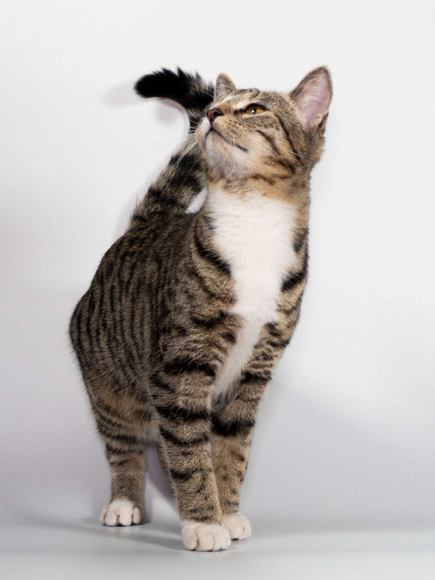 Katzen