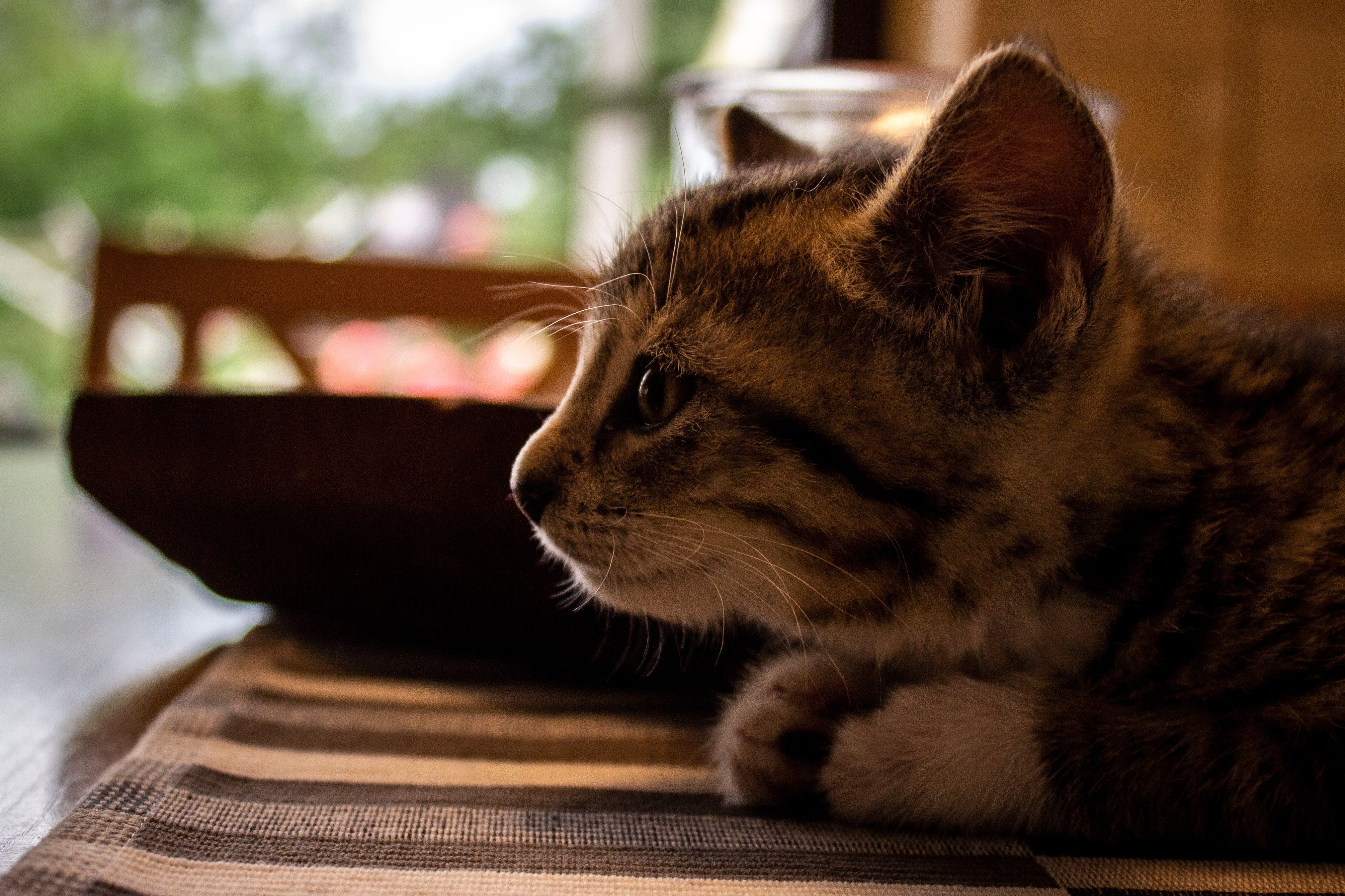 Katzen