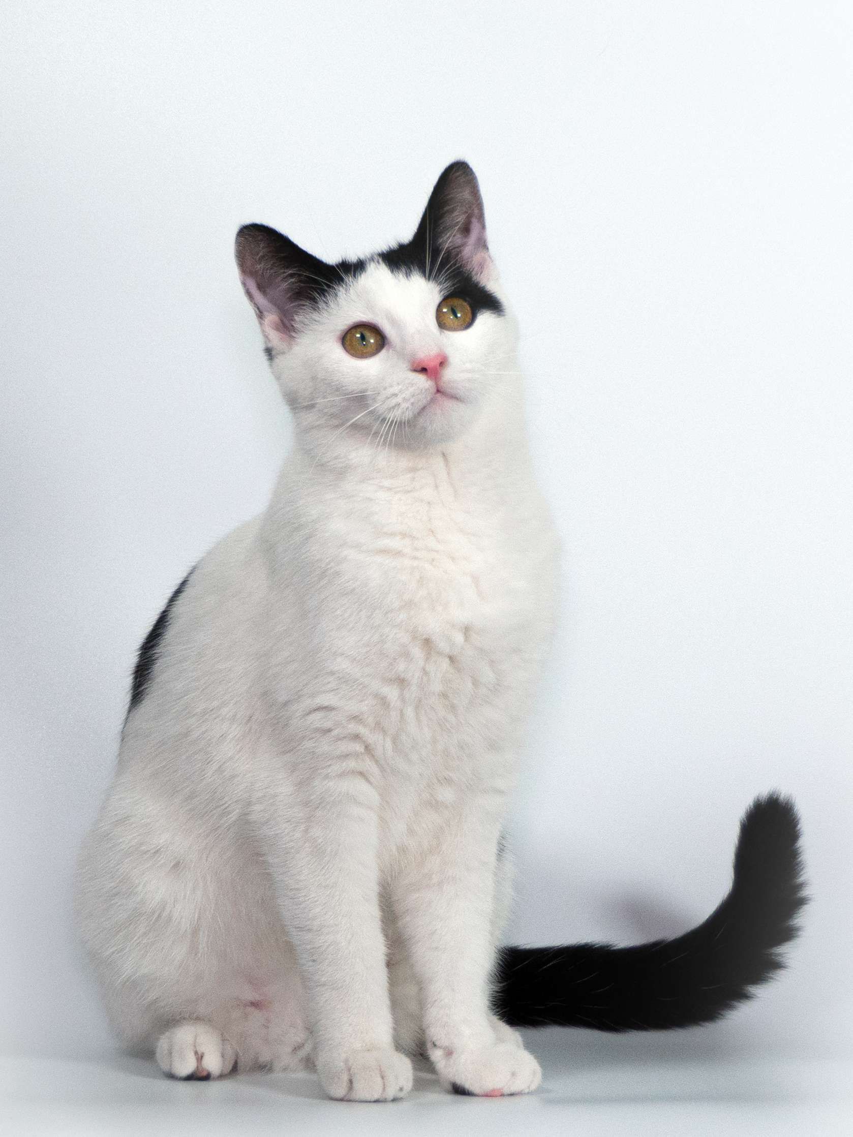 Katzen